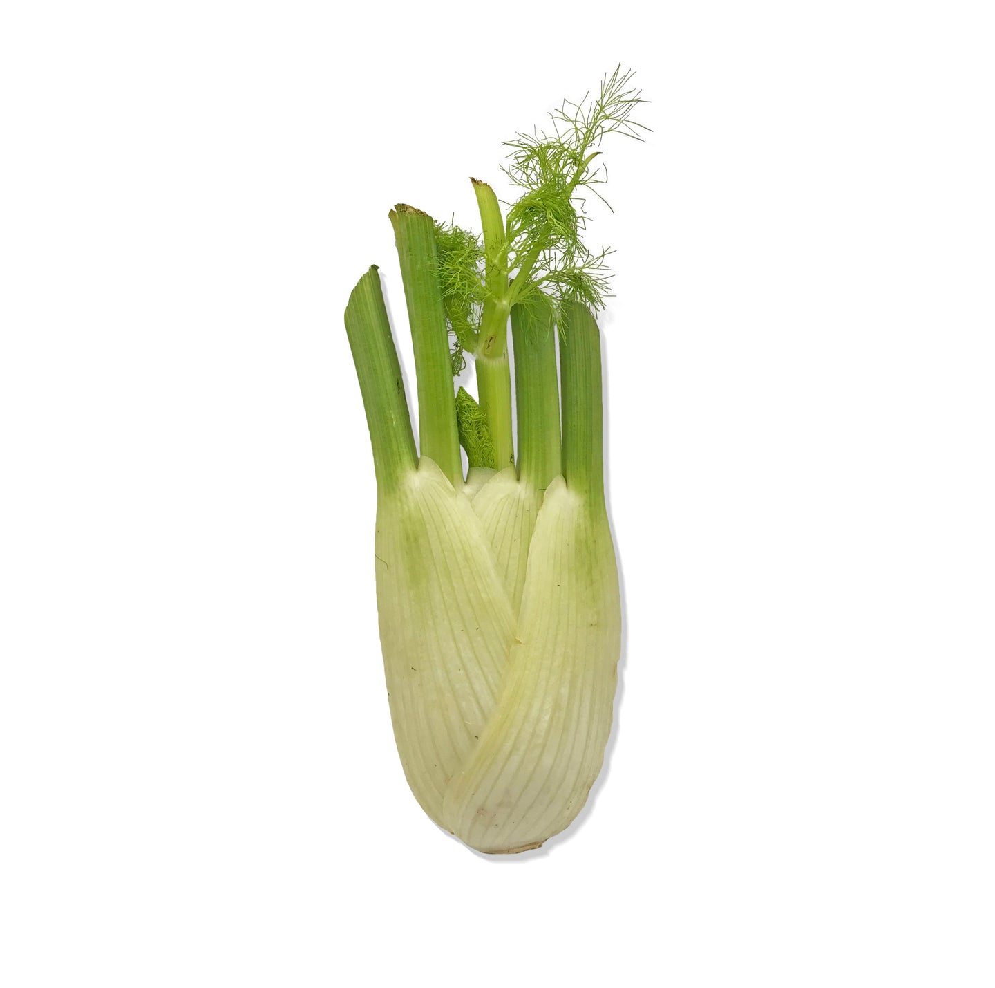 Fennel (250g)