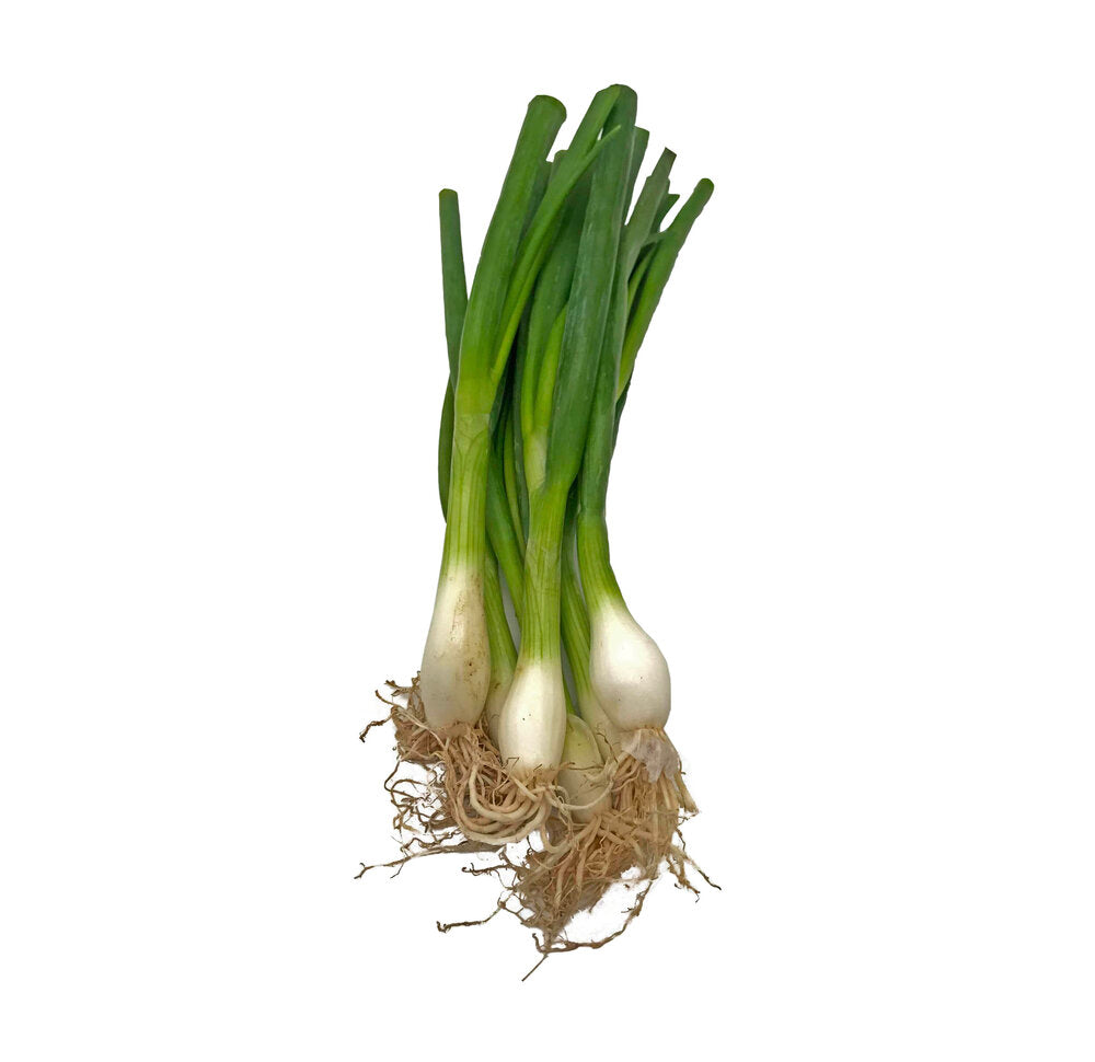 Spring Onion